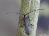 tesařík (Brouci), Stenostola ferrea, Cerambycidae, Saperdini (Coleoptera)